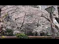 【4k hdr】中目黒 目黒川 桜満開 2022 japan tokyo nakameguro cherry blossom