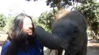 Elephant Kisses