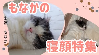 もなかの寝顔特集　愛猫「もなか」の日常[スコテッシュフォールド]