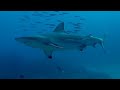 Large shark comes close to curiously inspect scuba divers