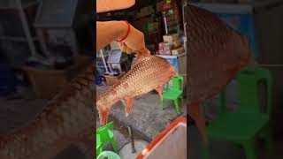 ត្រីឆ្កោក#shorts