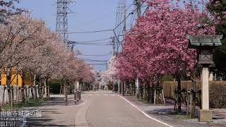 [富山]南砺市城端の桜[UHD8K顔声曲無] - Cherry blossoms in Johata Town