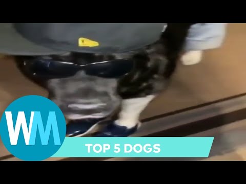 Top 5 Dogs Youtube