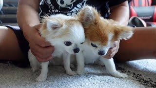 体調が悪い飼い主のそばを片時も離れない心優しい犬達