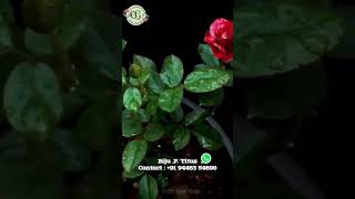 നിങ്ങൾക്ക് ഞങ്ങളെ അറിയാമോ | OUR GARDEN KERALA #flowers #rose