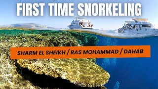 Snorkeling in SHARM EL SHEIKH   RAS MOHAMMED   DAHAB  AUGUST 2017 4K