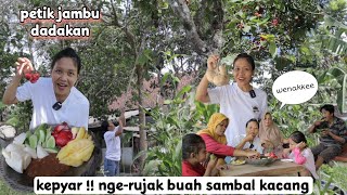 Download Mp3 Petik jambu dadakan NGE RUJAK BUAH SAMBAL KACANG