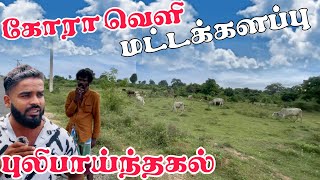 Koraveli Batticaloa | Bulipaindakal | Pk vlogs Tamil | batticaloa #pkvlogstamil #batticaloa