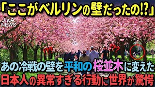 【海外の反応】「ドイツになぜ花見の名所が⁉」ベルリンの壁の跡地に9000本の桜を植えた日本人に世界が驚愕！