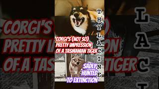 #Corgi 's not so #pretty #impression of a #thylacine #tasmaniantiger #funnyshort #comedyvideos #dogs