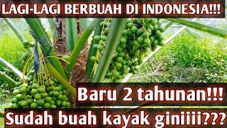 Pohon Kurma berbuah di indonesia- Baru 2 tahunan sudah buah