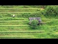 beautiful mu cang chai terrace fields part 2 美しいムーカンチャイの棚田