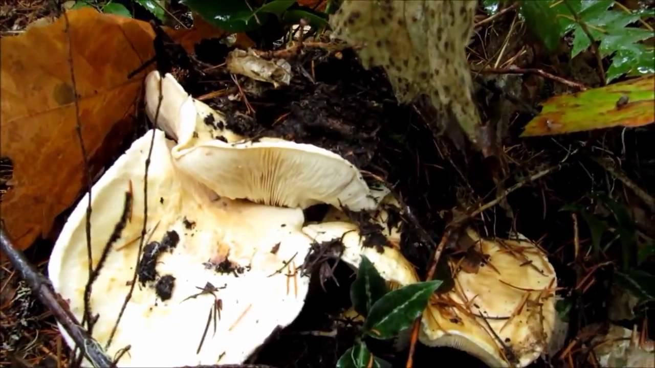 Wild Matsutake Mushroom Foraging In The Pacific Northwest - YouTube