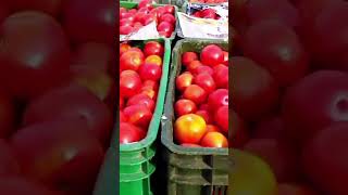 தக்காளி விலை இவ்வளவு குறைஞ்சிருச்சா #விவசாயம்🍅🍅🍅#tomato #விவசாயம்காப்போம் #trending #விவசாயி #viral