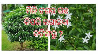 ଚାନ୍ଦିନୀ ଗଛ (chaina tagar)ଚାରା ତିଆରି କରିବା ଖୁବ୍ ସହଜରେ||How To Grow Mini Chandini From Cuttings odia