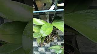 Merawat Anggrek Bulan#orchid #anggrek #orchids #anggrekbulan #anggrekbulanmurah #marbungarden