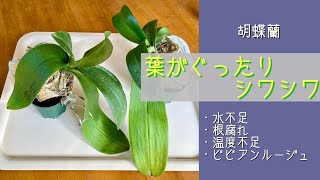 2024年11月25日　胡蝶蘭　《葉がシワシワ》　水不足と根腐れを疑う←真逆の答え　冬でも液体肥料を与える株　ビビアンルージュ