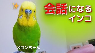 【会話になるインコ】おしゃべりインコメロンちゃん