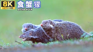 自然台灣-食蟹獴 Natural Taiwan- Urva urva