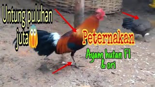 SENANGNYA BETERNAK Ayam hutan F1 Untung Puluhan Juta