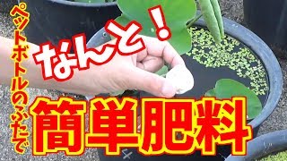 蓮の簡単！ 肥料術　蓮和尚 生蓮寺