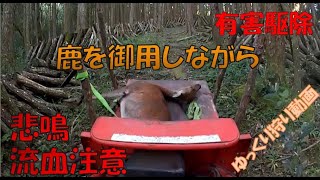 有害駆除　鹿を御用しながら　ゆっくり狩り動画  くくり罠　電気槍　狩猟　仕留め　止め刺し