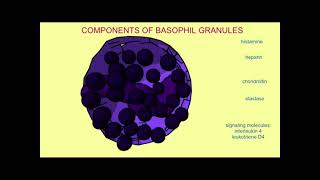 WHAT ARE BASOPHILS?#Shorts