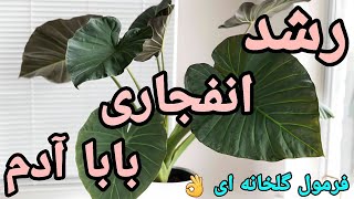 روش پربرگ شدن بابا آدم + رشد انفجاری بابا آدم + پرپشت شدن گیاه بابا آدم + رشد سریع بابا آدم