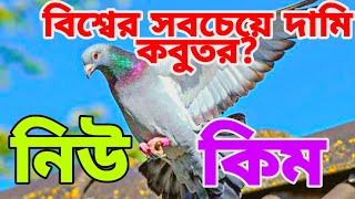 16  কোটি টাকার কবুতর নিউ কিম  অবিশ্বাস্য দাম চোখ কপালে । pigeon price 16 lack.