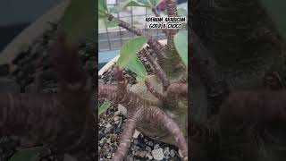 Adenium Arabicum Godji x choco #VideshiGardening #desertrose #adeniumrepotting