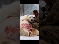 miracle in the arctic soldiers encounter pregnant polar bear en route to camp @rescuecrews shorts