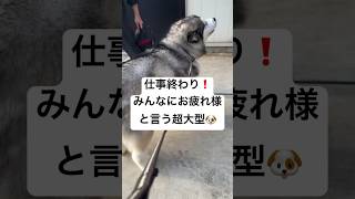 仕事終わりに癒される‼️みんなに挨拶する超大型　#犬　#かわいい #癒し　#大型犬 #shorts