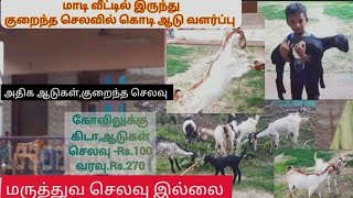 மாடி வீட்டிலிருந்து சிறுவன் எளிய முறையில் வளர்க்கும் கொடி ஆடுகள்/ மருத்துவ செலவு இல்லை/ அதிக லாபம் 💓