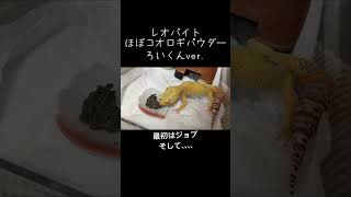 人工餌レオバイトを食べるヒョウモントカゲモドキ　ろい#レオパードゲッコー 　#animal #reptile #pet #lizard #petanimals #petlizard