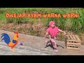 REMBULAN DIKEJAR AYAM WARNA WARNI LANGSUNG KABUR #ayam #ayamwarnawarni #animals #viral #