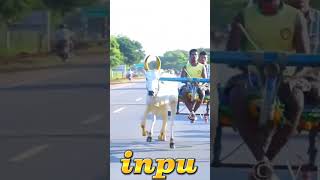 #inpu #shortsvideo #reklarace #rekla #sivagangai #reklalover#melur#viral #viralvideo #tn63#tamilnadu