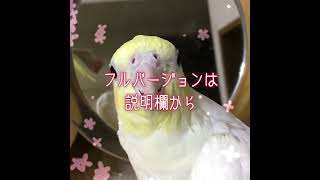 【ダイジェスト】オカメインコの面白可愛い場面集【投稿200本記念】#shorts