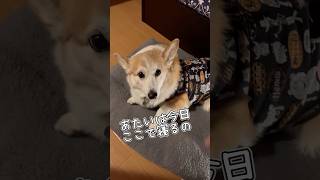 一緒に寝ない日もある時〜🤭🤭すっごい面倒くさそうなあしらいをさせる飼い主😭#犬動画 #いぬのいる生活 #コーギー #癒し #コーギーと一緒 #いぬ #わんこ動画 #わんこがいる生活 #わんこ