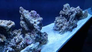 New 75g reef tank tour