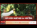 বারোমাসি আমে ভাগ্য ফিরেছে নূর ইসলামের | Jessore Mango Is Cultivated | Somoy TV