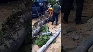 POHON RUBUH TRAGEDI CEK SOUND HOREG PENJUAL KUE PORAK PORANDA DAGANGANYA