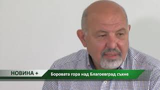 Новина плюс: Боровата гора над Благоевград съхне, автор: Светлин Кърпачев