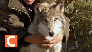 절대 길들여 지지않는 늑대의 야생 (The wild wolves that never get domesticated)