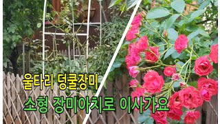 울타리의 덩굴장미 가지치고, 소형장미아치로 이사했어요♡20805