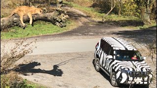 Fuji Safari Park | feeding the lions and giraffes , driving through the animal park 😱 | Japan Vlog