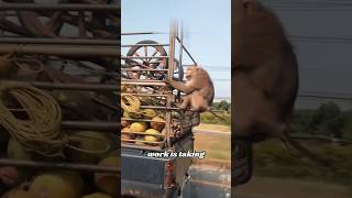 Did you know that monkeys also have to work #knowledge #usa  #shortvideo #monkey