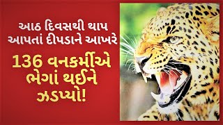 એક દીપડાને પકડવા 136 કામે લાગ્યા! બોડેલીમાં 8 દિવસથી આતંક મચાવનારો દીપડો ઝડપાયો | Viral Viceo