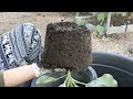 3 things great soil formula for planting all trees.