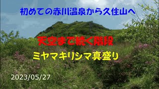 初めての赤川温泉から久住山　長い階段　でも満開のミヤマキリシマで疲れが吹っ飛んだ