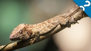 Zoo Atlanta’s New Slimy, Scaly Spectacular - HowStuffWorks